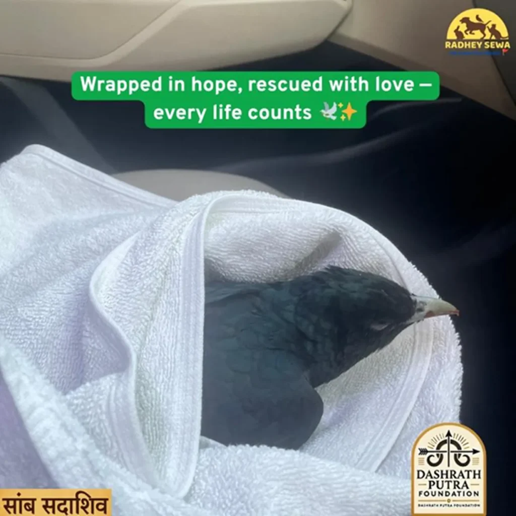 Dashrath Putra Foundation